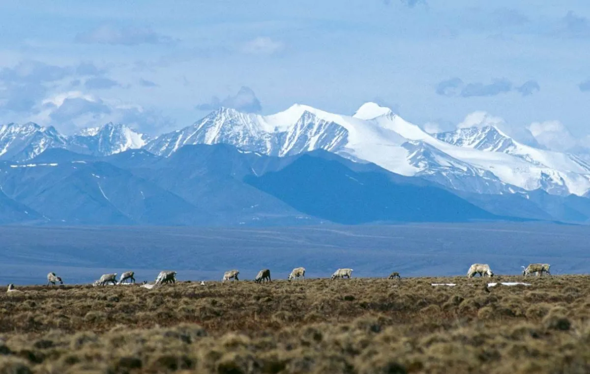 Arctic National Wildlife Refuge